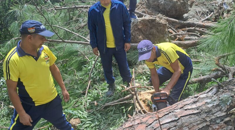 मोरी क्षेत्र में पेड़ गिरने से मार्ग बाधित, SDRF की तत्परता से यातायात सूचना